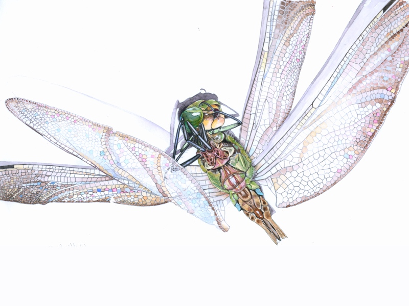 Libelle